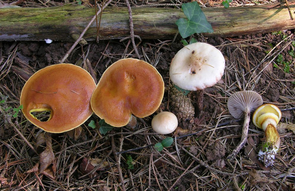 Gomphidius maculatus VS Gomphidius gracilis